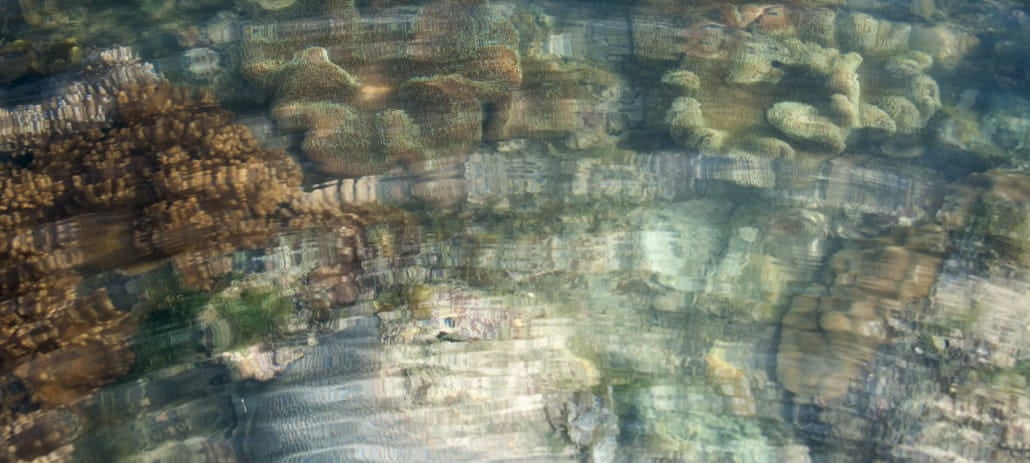 corals