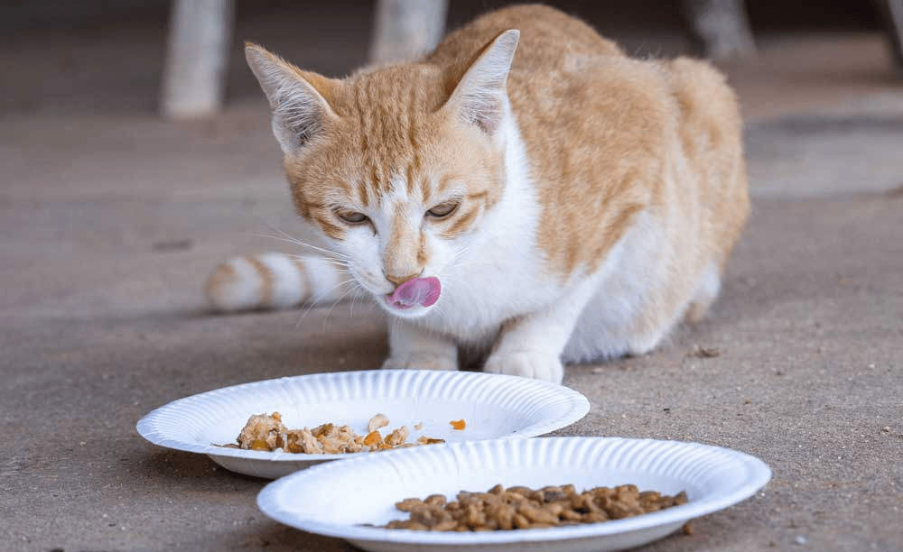 Neighbourhood cat